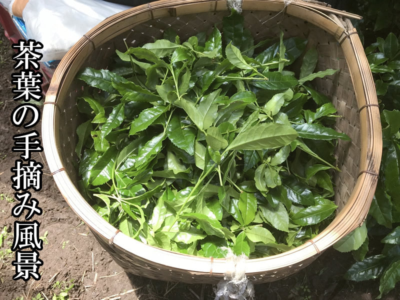 宇治茶品評会出品玉露 宇治玉露「細橙」